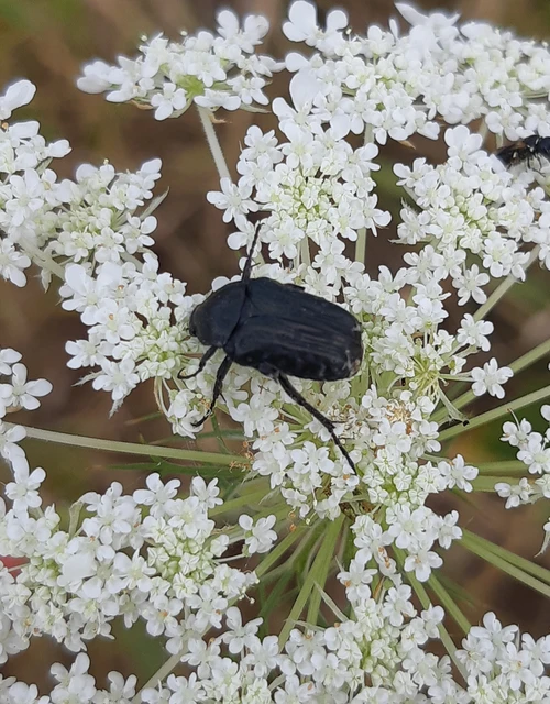 Oxythyrea funesta - sokpettyes virágbogár