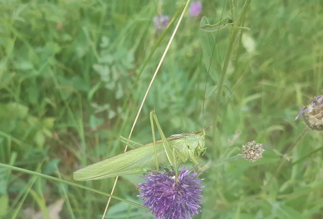 Tettigonia viridissima - zöld lombszöcske