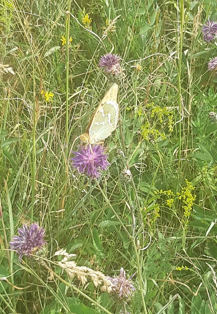 Argynnis pandora - zöldes gyöngyházlepke