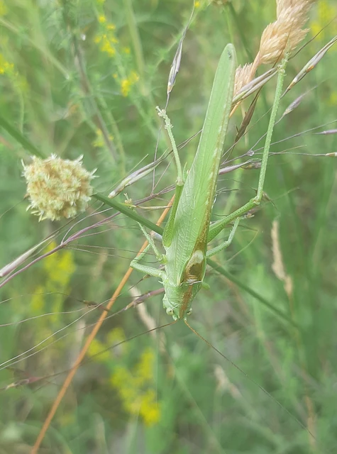 Tettigonia viridissima - zöld lombszöcske