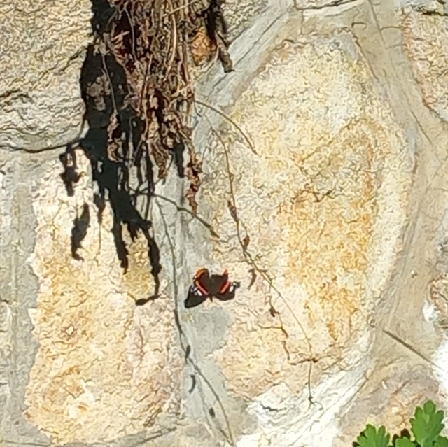 Vanessa atalanta - atalantalepke