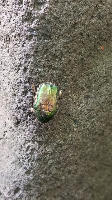 Cetonia aurata - aranyos virágbogár