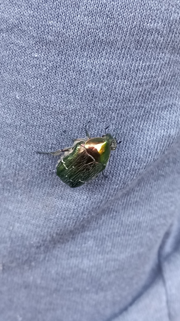 Cetonia aurata - aranyos virágbogár