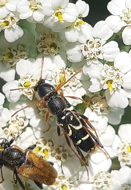 Clytus rhamni - benge-darázscincér