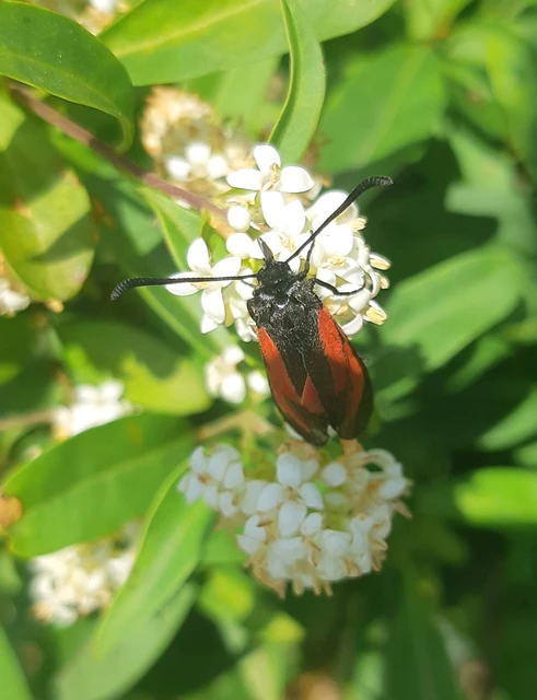 Zygaena minos/purpuralis