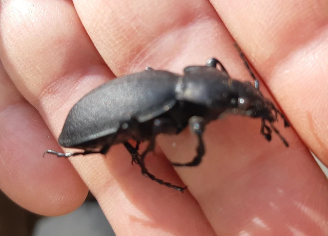 Carabus coriaceus - bőrfutrinka Carabus coriaceus - bőrfutrinka