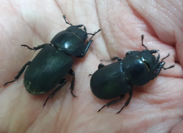 Dorcus parallelipipedus - kis szarvasbogár