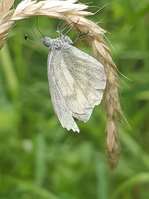 Leptidea sinapis - mustárlepke