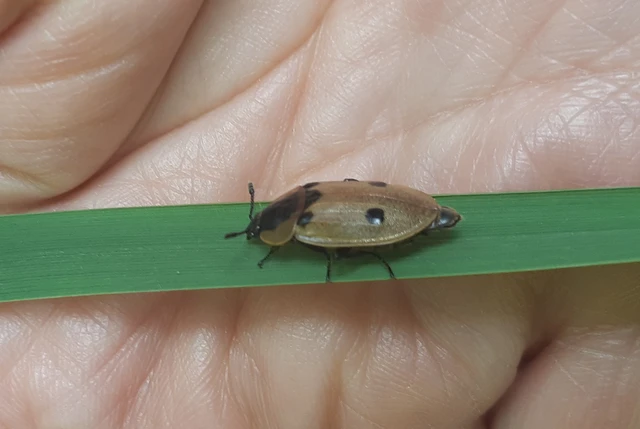 Dendroxena quadrimaculata - négypettyes dögbogár