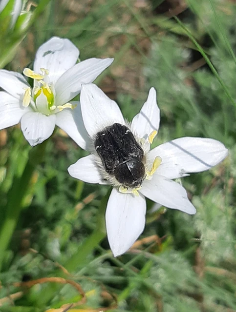 Tropinota hirta - bundás virágbogár