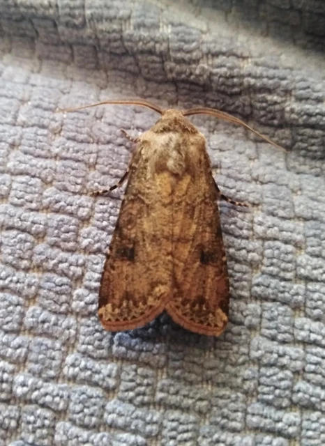 Agrotis segetum - vetési földibagoly