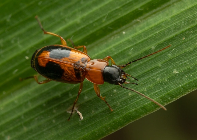 Badister meridionalis - közönséges posványfutonc