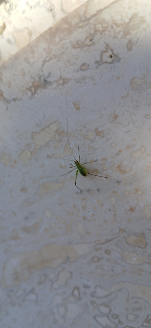 Phaneroptera
