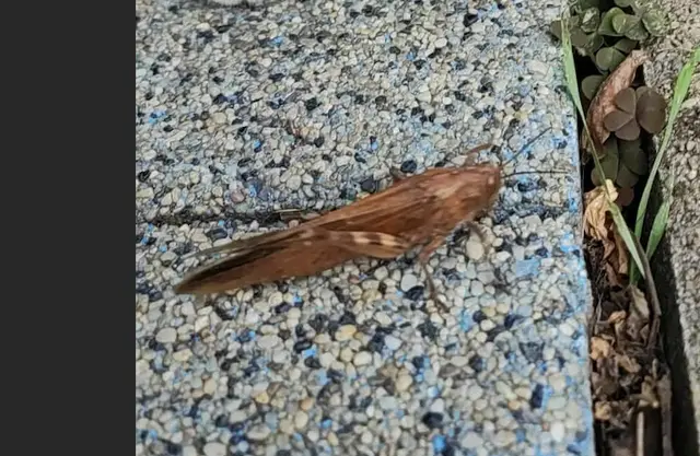 Anacridium aegyptium - egyiptomi sáska