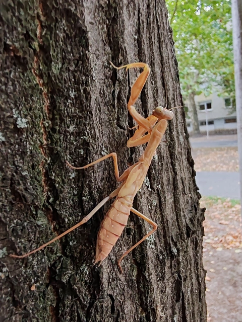 Mantodea - Fogólábúak