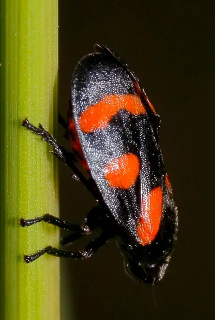 Cercopis sanguinolenta