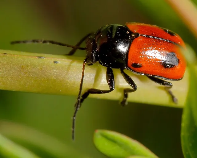 Cryptocephalus bipunctatus - kétpettyes zömökbogár