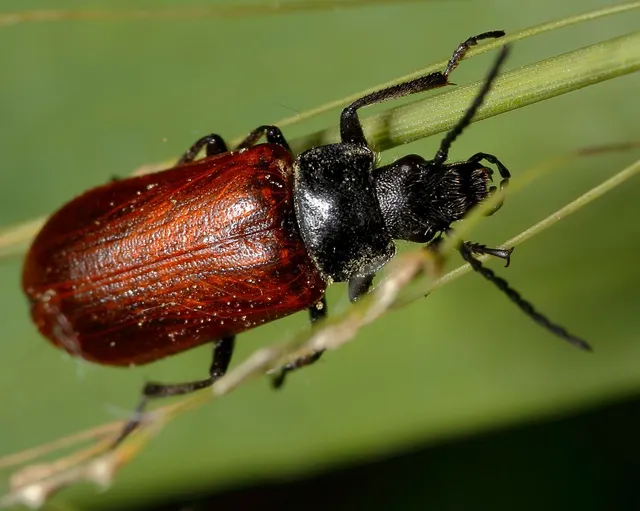 Omophlus proteus - közönséges pejbogár Omophlus proteus - közönséges pejbogár