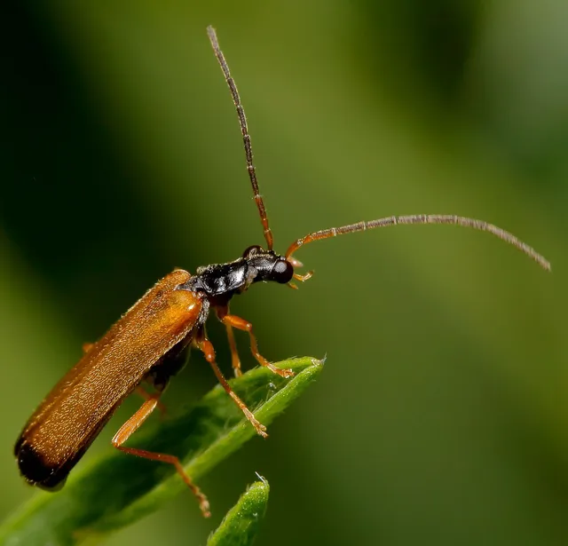 Rhagonycha lignosa - cserjés-lágybogár