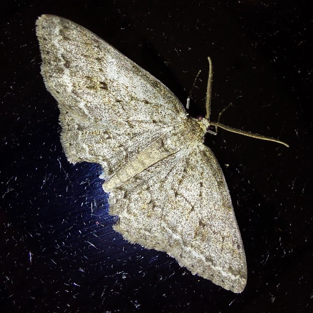 Ectropis crepuscularia - avararaszoló