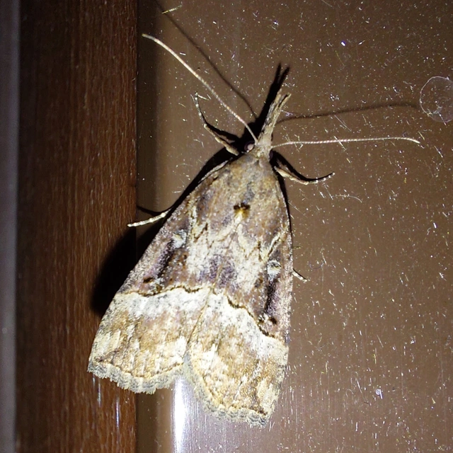 Hypena rostralis - közönséges karcsúbagoly