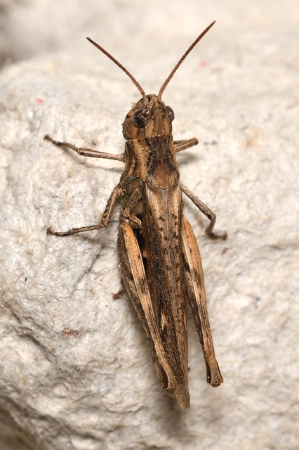 Chorthippus (Glyptobothrus) (subgenus)