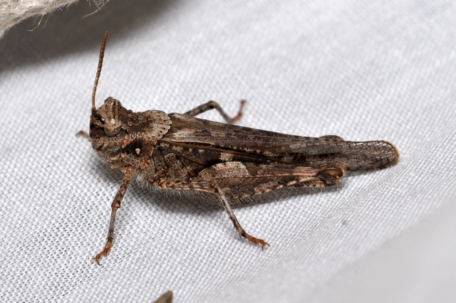 Acrotylus insubricus - önbeásósáska