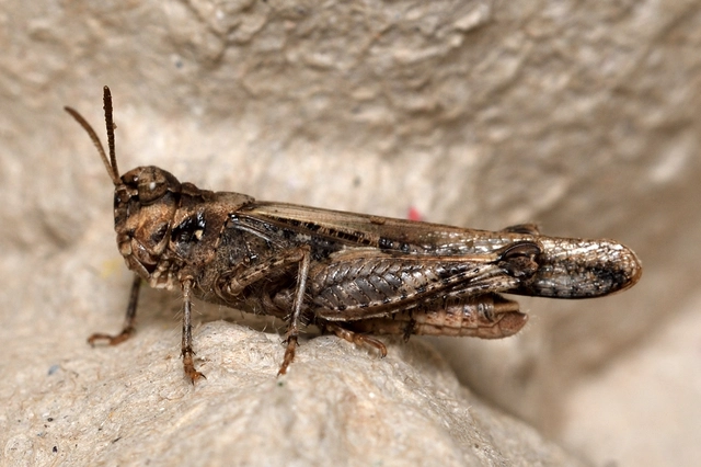 Acrotylus insubricus - önbeásósáska