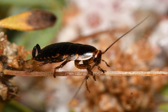 Blattodea - Csótányok