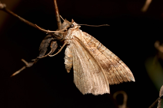 Camptogramma bilineata - kétvonalas sávosaraszoló