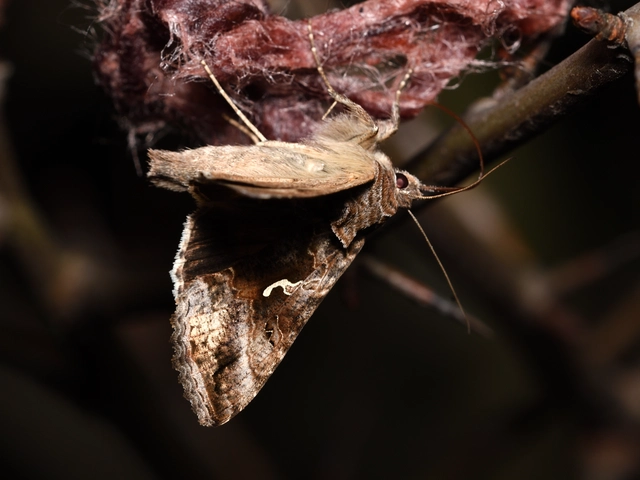Autographa gamma - gammalepke