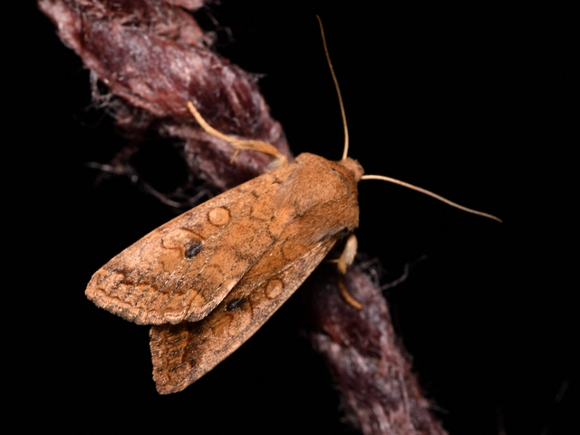Sunira circellaris - okkersárga őszibagoly Sunira circellaris - okkersárga őszibagoly
