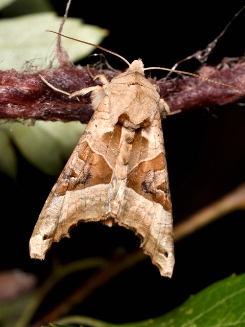 Phlogophora meticulosa - vándorló csipkésbagoly