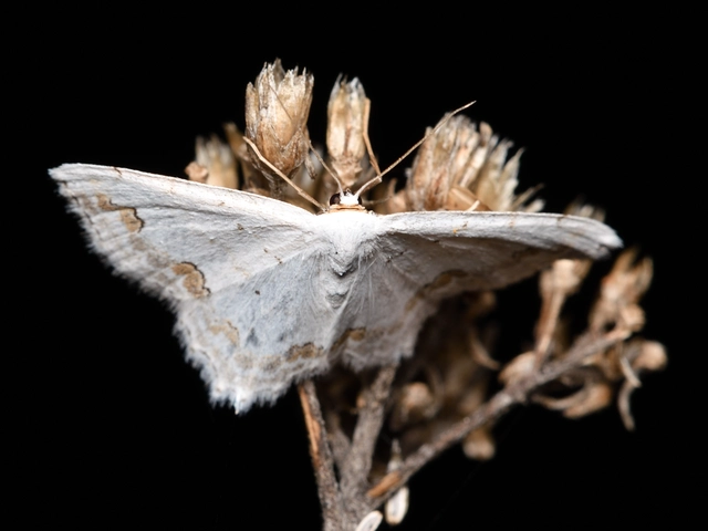 Scopula ornata - díszes fehéraraszoló