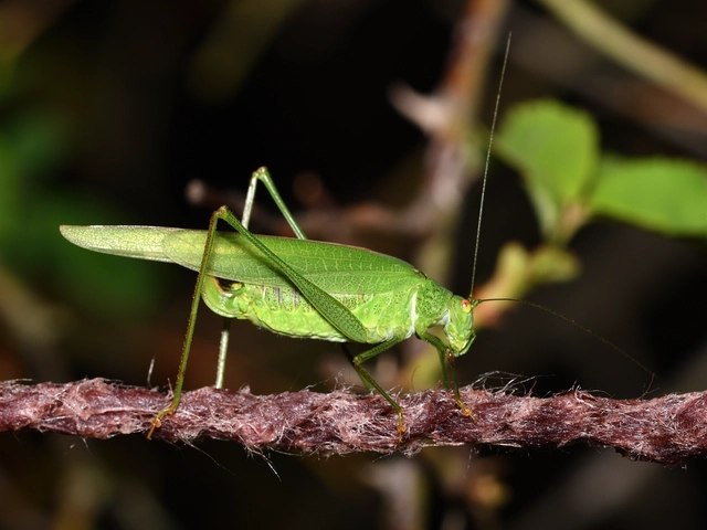 Phaneroptera nana - pontozott repülőszöcske