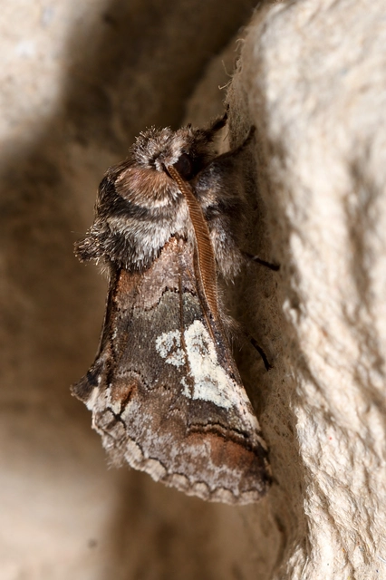 Diloba caeruleocephala - őszi kékesbagoly