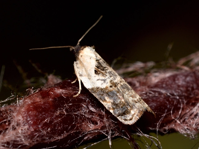 Acleris variegana - tarka levélmoly