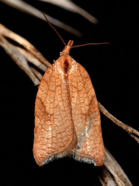 Acleris rhombana - cifra levélmoly