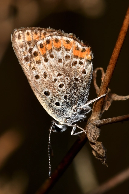 Lycaena tityrus - barna tűzlepke