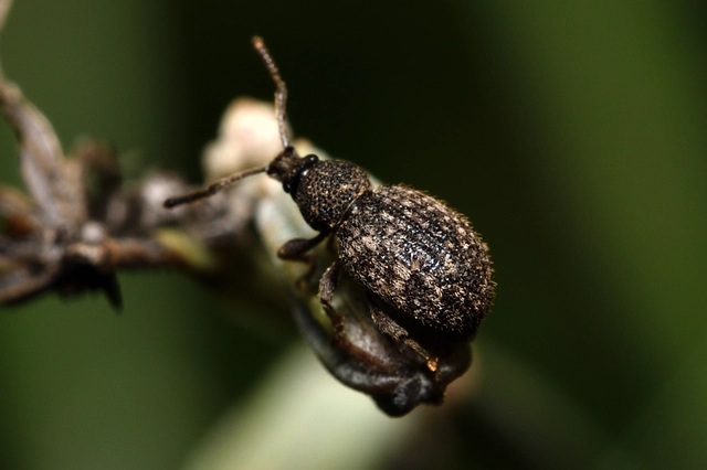 Otiorhynchus hystrix - sörtés gyalogormányos