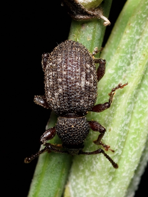 Otiorhynchus hystrix - sörtés gyalogormányos