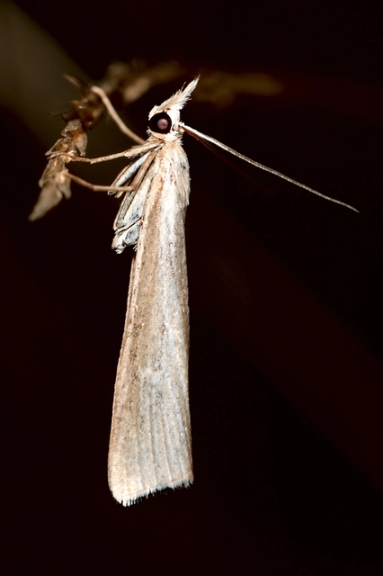 Catoptria lythargyrella - szalmasárga fűgyökérmoly