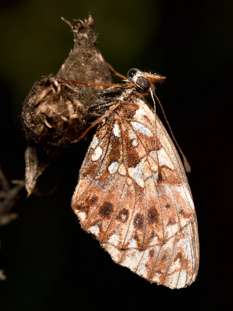 Boloria dia - kis gyöngyházlepke