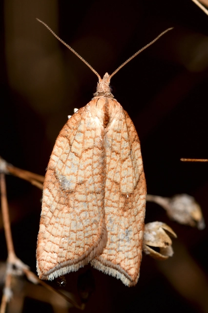 Acleris rhombana - cifra levélmoly