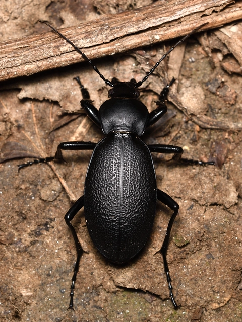 Carabus coriaceus - bőrfutrinka Carabus coriaceus - bőrfutrinka