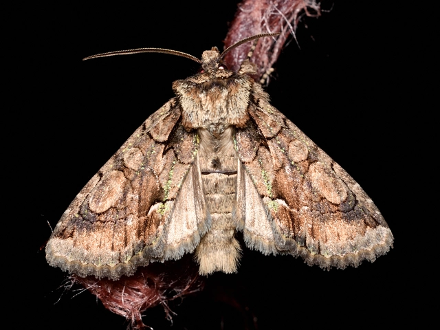 Allophyes oxyacanthae - galagonyabagoly