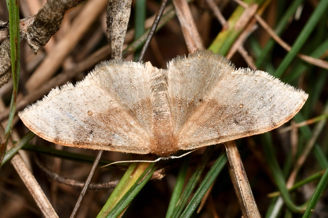 Idaea degeneraria - barnasávos araszoló