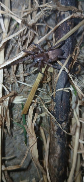 Gnaphosidae - kövipókok
