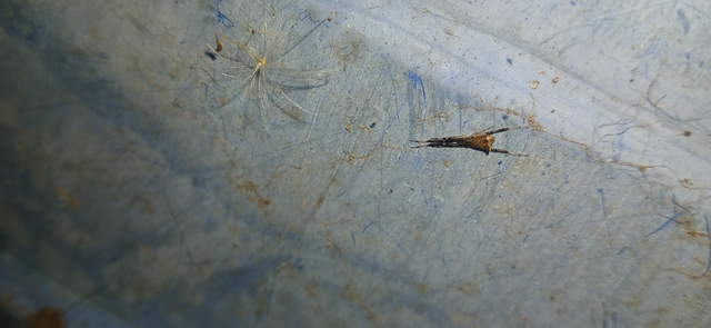 Episinus