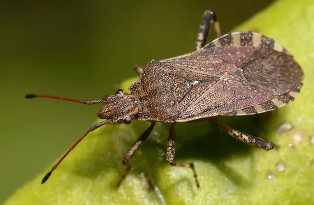 Ceraleptus gracilicornis - tüskéslábú karimáspoloska